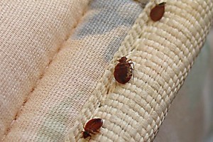 identify-bed-bugs