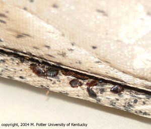 Bed Bug FAQ