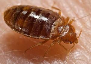 steps-to-getting-rid-of-bed-bugs