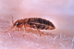 killing bed bugs with insecticide